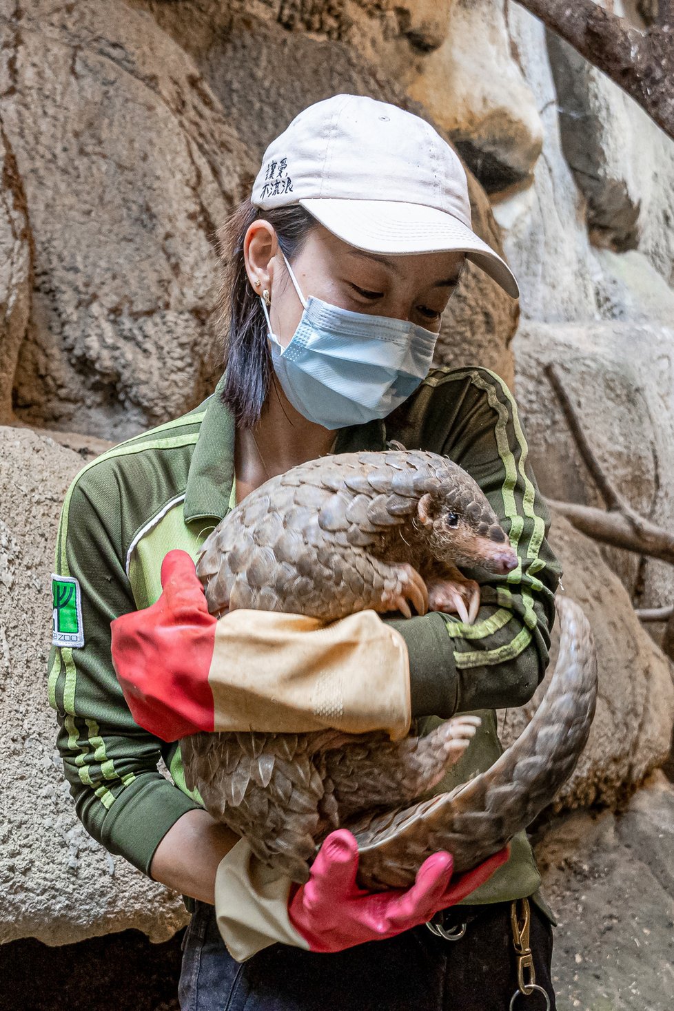 Chovatelka luskounů v Taipei Zoo drží samičku Run Hou Tang.