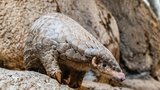 Oživlé šišky už se zabydlují v Zoo Praha! Stala se druhým chovatelem luskounů krátkoocasých v Evropě