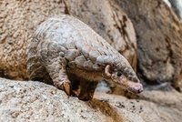 Růženka, Fazolka, Kuba nebo Bourák: Pražané mohou vybrat dvojici luskounů česká jména