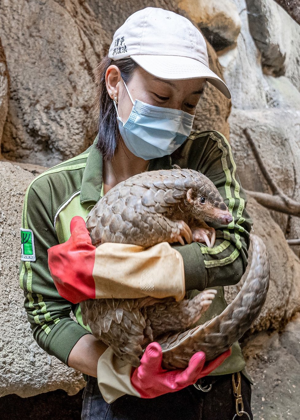 „Pražští“ luskouni v Taipei Zoo.