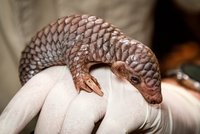 První miminko luskouna v Zoo Praha: Je to holčička! Zatím ale nepřibírá