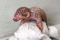 Šiška, Cone nebo Šupinka? Pražané mohou vybrat jméno pro luskouní slečnu ze Zoo Praha