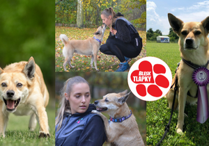 Lusy z útulku je mistryní světa v dog puller sportu.  Nadané fence jdou i agility, dog dancing a sportovní kynologie