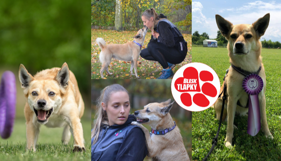 Lusy z útulku je mistryní světa v dog puller sportu.  Nadané fence jdou i agility, dog dancing a sportovní kynologie