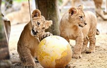 Lví čtyřčata už dovádí venku: Kdo uloví balón?