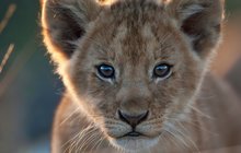 Krutá zoo v Kodani: Vlna protestů po popravě žirafy a čtyř lvů včetně mláďat!