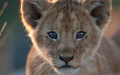 Kodaňská zoo zabila lví rodinu, aby uvolnila místo novému chovnému páru.