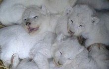 Poprvé v Česku a hned paterčata: Narodili se bílí lvi!