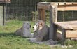Párek bílých lvů krátce poté, co našel nový domov v Zoo Dvorec.