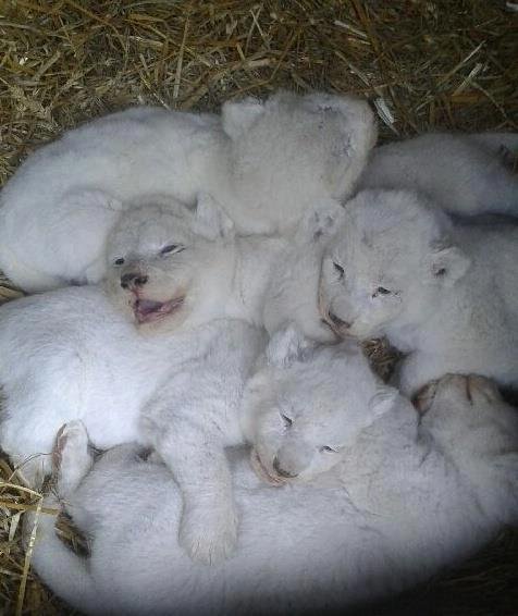 To jsou oni. Vzácná bílá lvíčata přišla na svět 4. května v Zoo Dvorec u Českých Budějovic. Zatím připomínají jen plyšové klubko, které si lvice bedlivě střeží.