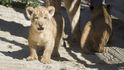 V Safari Parku ve Dvoře Králové se narodila mláďata lvů berberských.