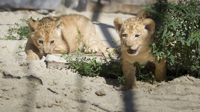 V Safari Parku ve Dvoře Králové se narodila mláďata lvů berberských.