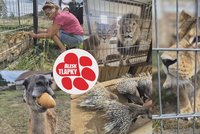 Lvi jí nepatří, přesto za ně platí desítky tisíc. Tatiana už tři roky čeká, kdo rozhodne o jejich osudu