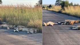 Lvi si užívají park bez lidí. Koronavirus zastavil i příval turistů