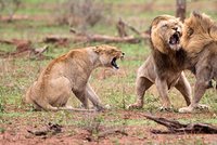 Lvi se porvali kvůli samici: Vypadni, ta je moje!