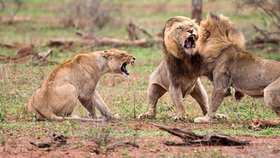 Za vším hledej ženskou! Dva lvi se poprali o samici.