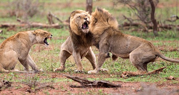 Lvi se porvali kvůli samici: Vypadni, ta je moje!
