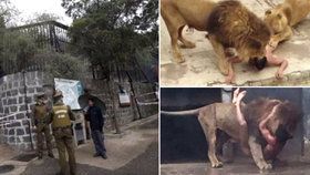 Muž v zoologické zahradě v Chile se chtěl nechat rozsápat lvy!