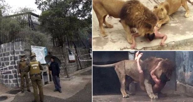 Brutální sebevražda v zoo: Muž se nechal roztrhat lvy