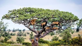 Strom obsypaný lvy