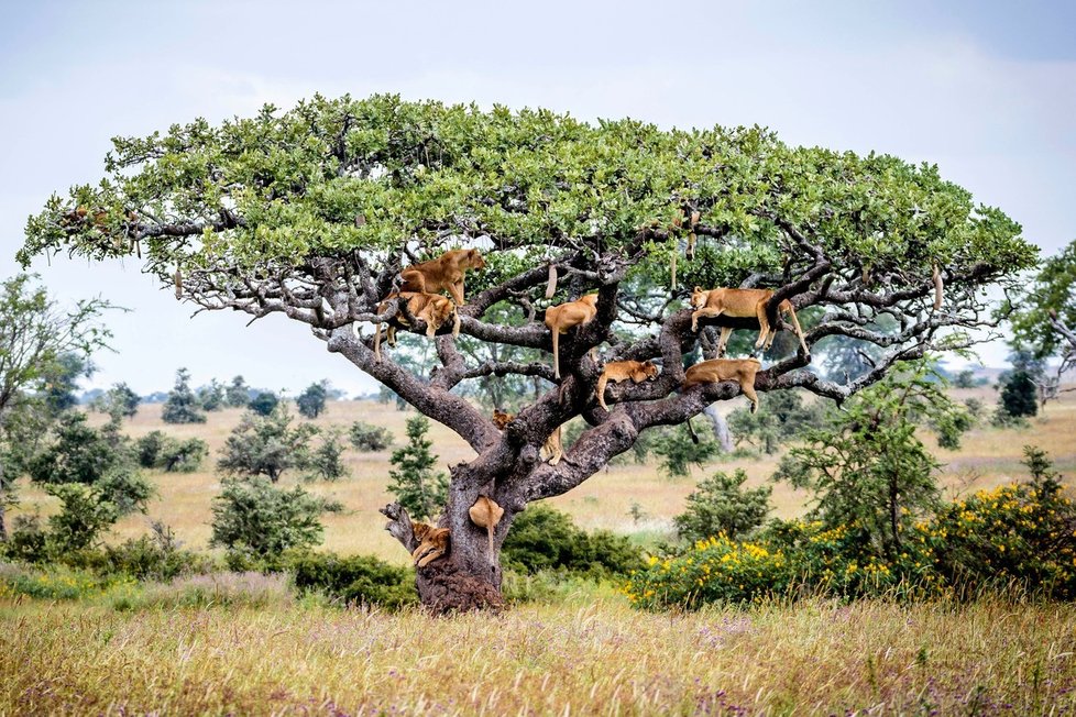 Strom obsypaný lvy