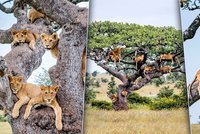 Lví král by se divil: Na tomhle stromě rostou přerostlé kočky