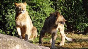 Lví samci Majo a Motshegetsi utekli z výběhu v lipské zoo.