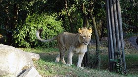 Lví samci Majo a Motshegetsi utekli z výběhu v lipské zoo.