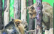 Milostné hrátky v pražské zoo: Lví »kaňour« Sohan »má« i druhou lvici