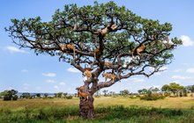 Nezvyklý strom v Tanzanii: Kdepak hrušky nebo třešně, tady rostou lvi!