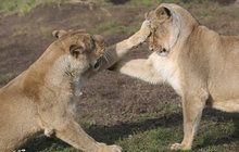 Lvi indičtí v pražské zoo měli sportovní den: Protahovali se a boxovali