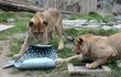 Takto mohli návštěvníci olomoucké zoo vídat Šimona s Lilli poměrně často. Lvi v sobě našli takové zalíbení, že byli schopni pářit se několikrát denně.