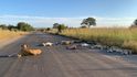 Smečka lvů, která se návštěvníkům jihoafrického safari vyhýbá, se v době karantény vyhřívá na prázdné asfaltové silnici.