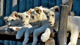 Vzácná bílá čtyřčata lvů odjela z Hodonína: Nový domov najdou ve Venezuele