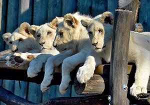 Smetanově bílá čtyřčata lva jihoafrického zamířila ze Zoo Hodonín do Venezuely.
