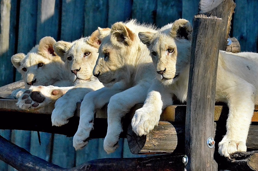 Smetanově bílá čtyřčata lva jihoafrického zamířila ze Zoo Hodonín do Venezuely.