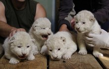 Lvům v hodonínské zoo se narodila čtyřčata! Smetanové nadělení 