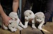 V zoo Hodonín se narodila čtyřčata lvů jihoafrických. Tři kluci a jedna holka. 