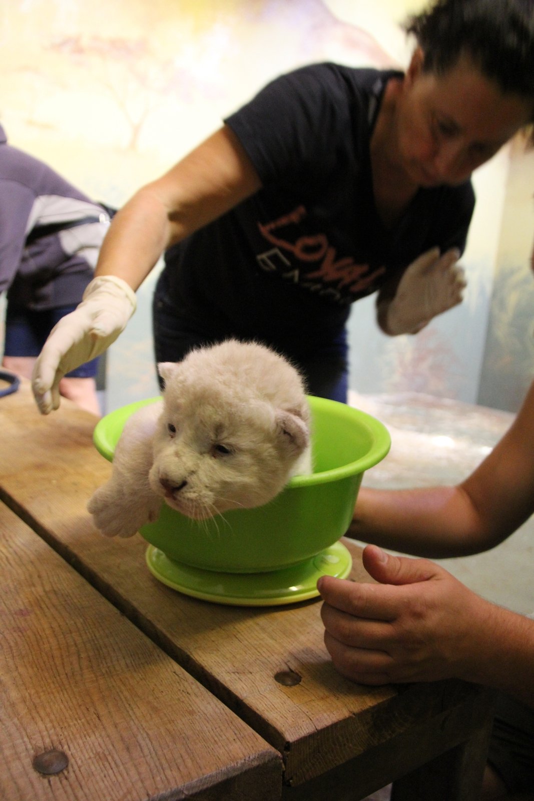 V zoo Hodonín se narodila čtyřčata lvů jihoafrických. Tři kluci a jedna holka. 