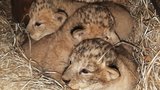 Velká radost v plzeňské zoo: Tamika přivedla na svět tři lvíčata