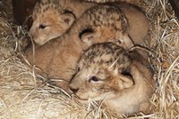 Velká radost v plzeňské zoo: Tamika přivedla na svět tři lvíčata