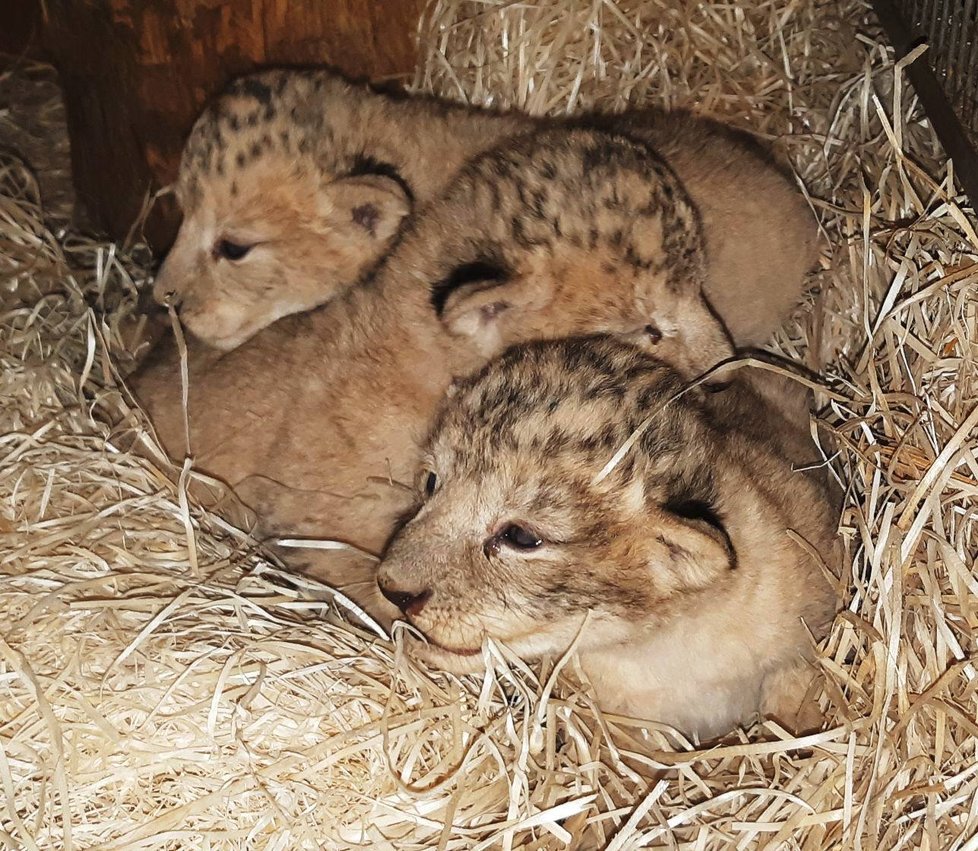 Nedávno narozená lvíčata v plzeňské zoo.