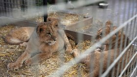 Čtyři lvíčata, která osiřela během války Ruska proti Ukrajině, dorazila bezpečně do útulku pro kočkovité šelmy v americkém státě Minnesota.