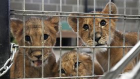 Čtyři lvíčata, která osiřela během války Ruska proti Ukrajině, dorazila bezpečně do útulku pro kočkovité šelmy v americkém státě Minnesota.