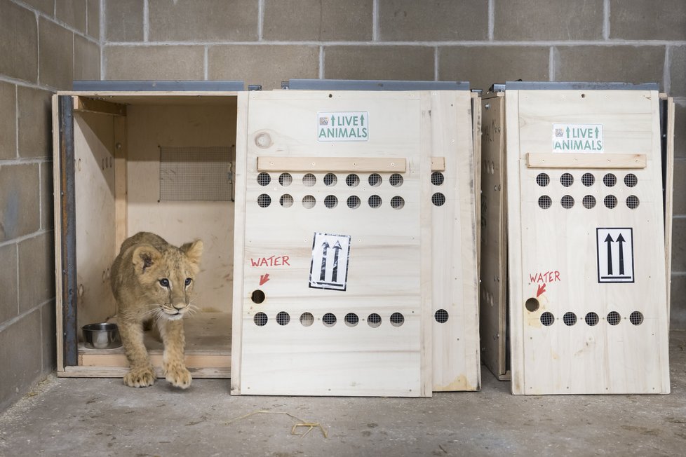 Čtyři lvíčata, která osiřela během války Ruska proti Ukrajině, dorazila bezpečně do útulku pro kočkovité šelmy v americkém státě Minnesota.