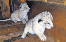 Berberským lvům  se narodil páreček!