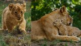 Lví Princezna ze Zoo Brno: Tříměsíční kotě je už ve výběhu