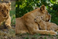 Lví Princezna ze Zoo Brno: Tříměsíční kotě je už ve výběhu