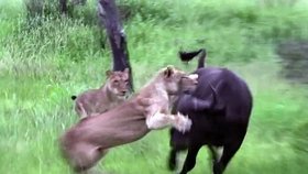 Lvice útočí na buvola.