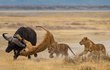 Buvoli i lvi patří k ozdobám tanzanského parku Ngorongoro.